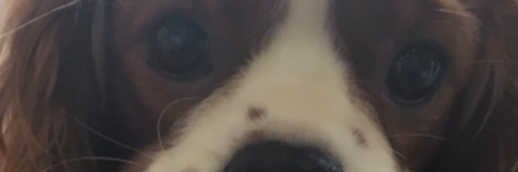 りんたらぽん banner