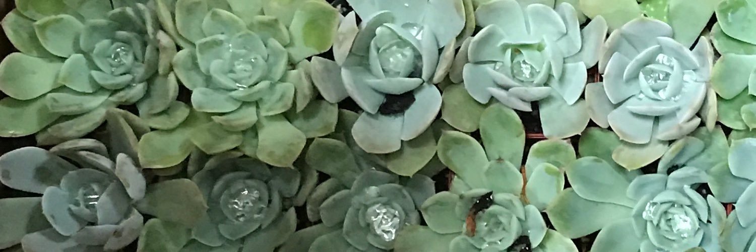 jamievanevery's profile banner image