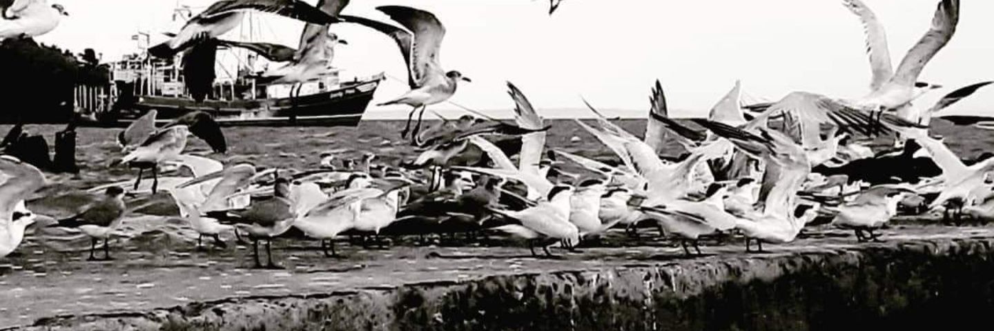 danilochang's profile banner image