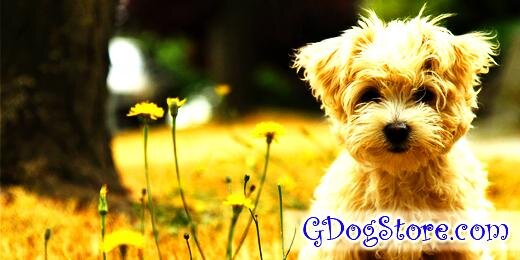 gdogstore's profile banner image