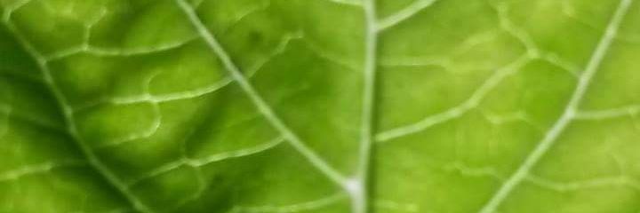 fernando_spinol's profile banner image