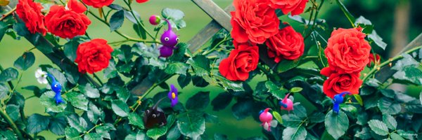tiru_taro Profile Banner