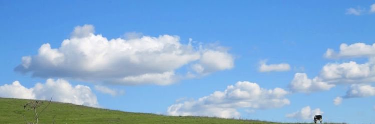 bellarina banner