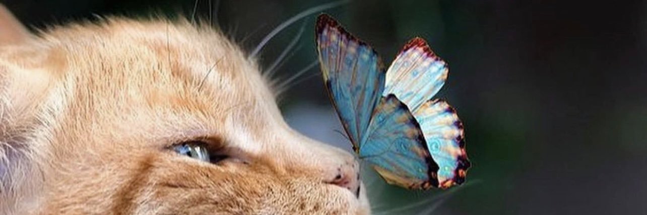 Furtadom22's profile banner image