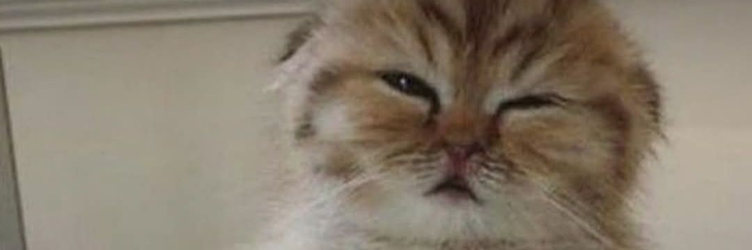 Jein! 🐞- ALY! banner