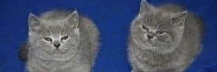 cider eats airplane 💔⚔️🌭 banner