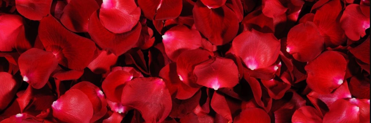Carolineflorist's profile banner image