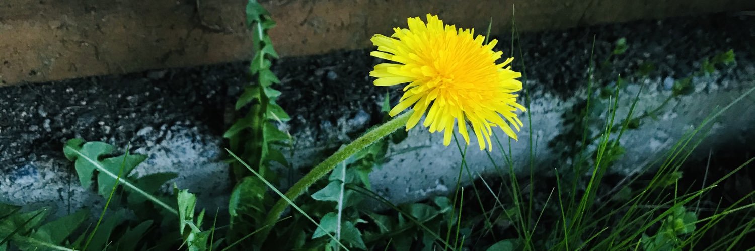 キンチーノ🇨🇦 banner