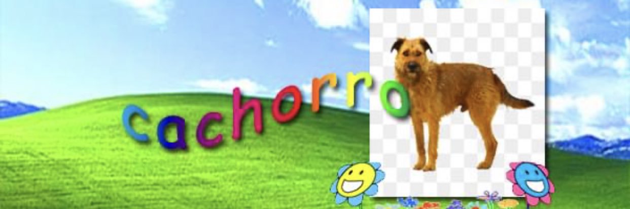 cachorro's banner