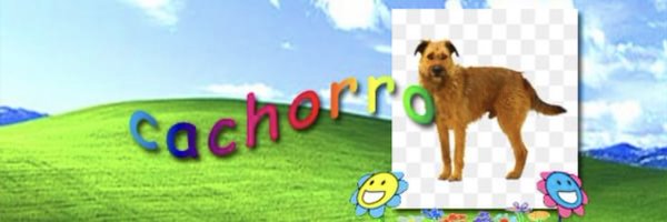 cachorrocore Profile Banner