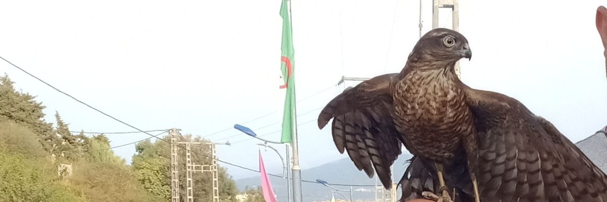 RaoufRawek's profile banner image