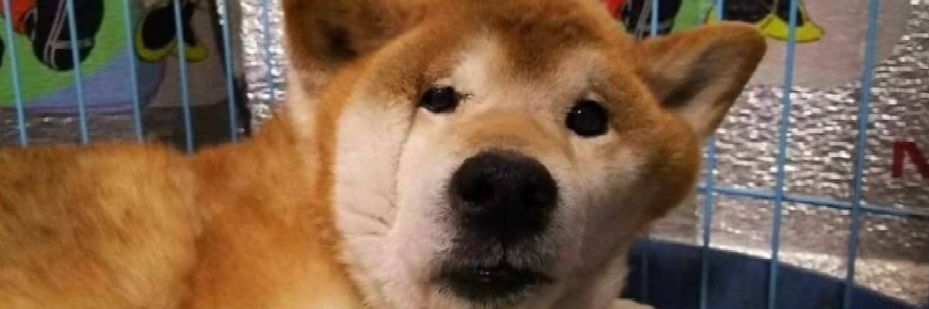 Hensukun's profile banner image