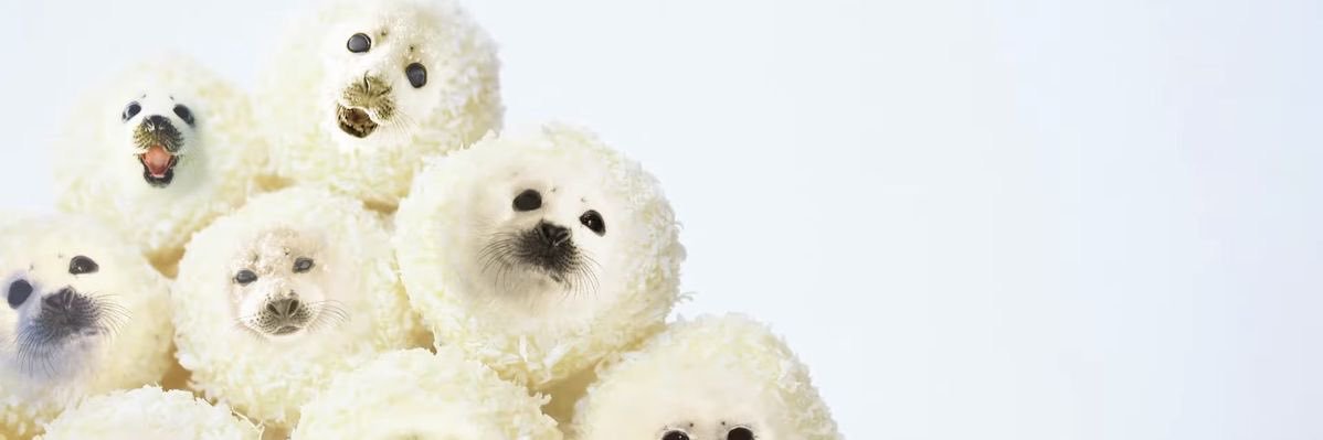 ꒰ 🍮𝑚𝑒𝑙𝑜𝑛𝑗𝑢. ˖✧ ‎ banner
