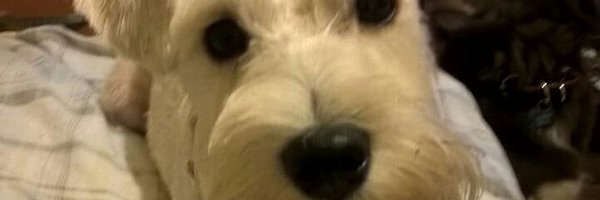 Gremlin4202 Profile Banner