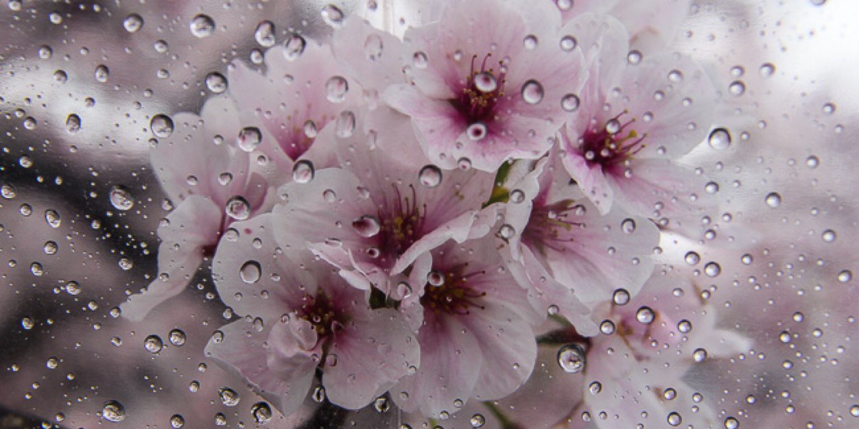 บางเวลาก็อยากเป็นหมา™ banner