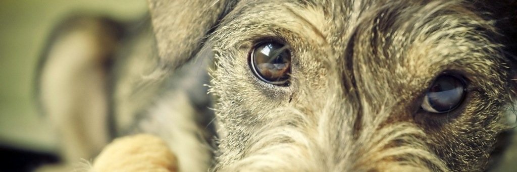 saueso's profile banner image