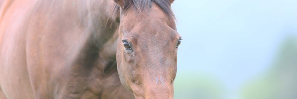 くるが🏴‍☠️/☃/💜🪄︎︎ banner