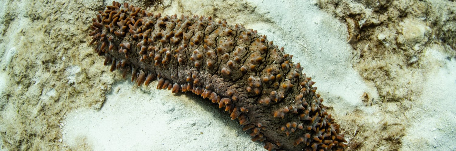 Kristen McSpadden banner