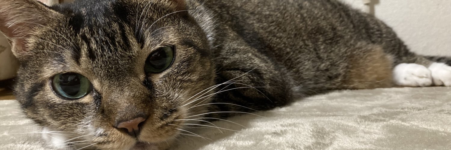 くろねこしゃちょー@コンカフェ裏垢 banner