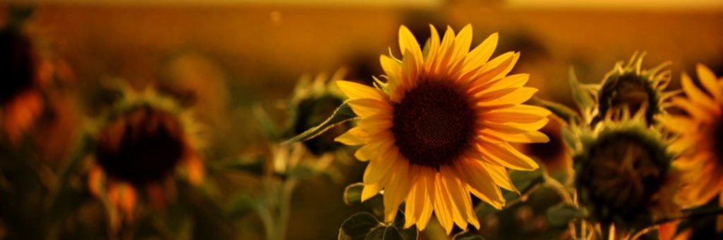 LilyBellanelli's profile banner image
