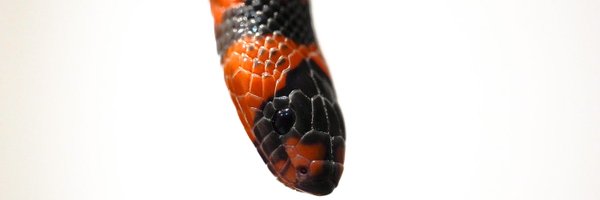 ReptilesSos Profile Banner