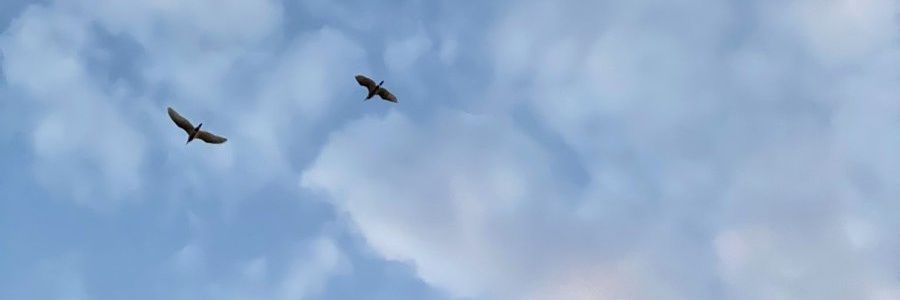 🇪🇬𓆎𓅓𓏏𓊖🇪🇬 banner