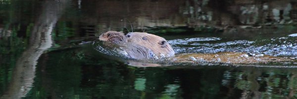 PerthshireWild Profile Banner