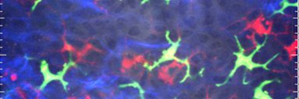 BoissonnasLab Profile Banner