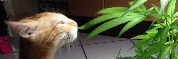 gxbelz Profile Banner
