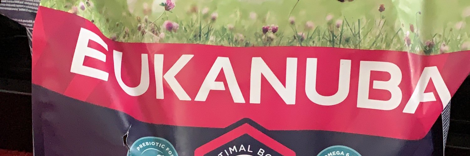 Mabel Mini Dachshund banner