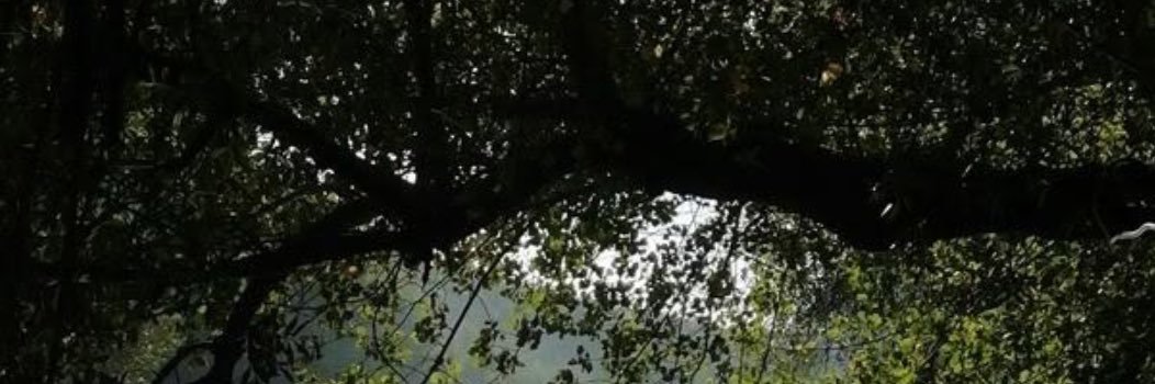 shiilx_'s profile banner image