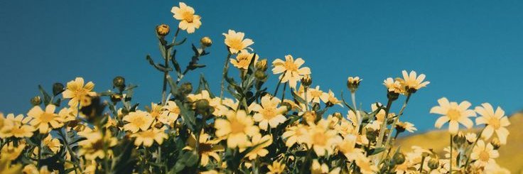 luxepicc's profile banner image