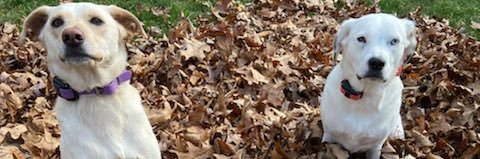 Candace ballantoni banner