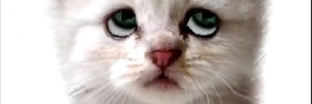 iAmBitcoinCat🗯 banner