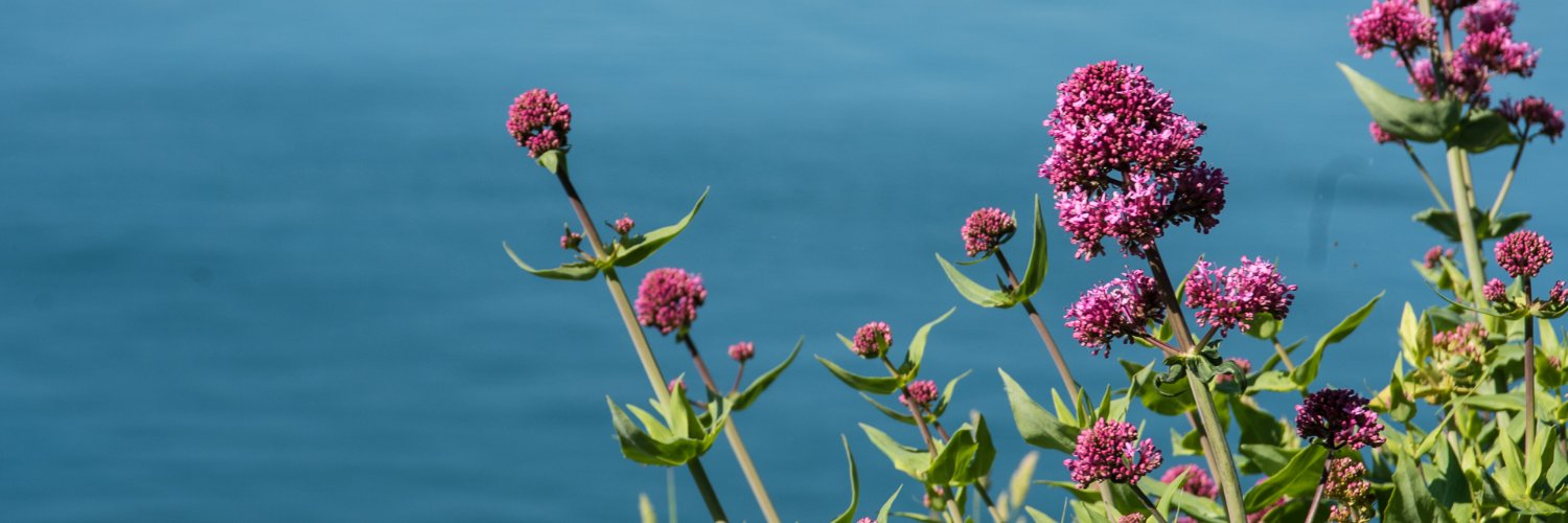 ☀️Jimena☀️ banner