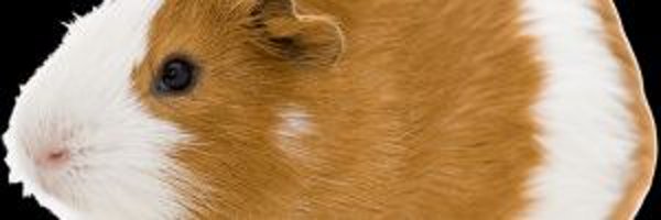 RodrixMomFan Profile Banner