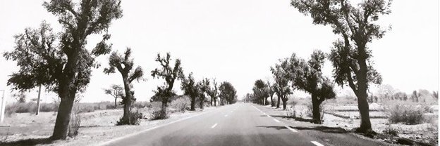 Patricia Paskov banner