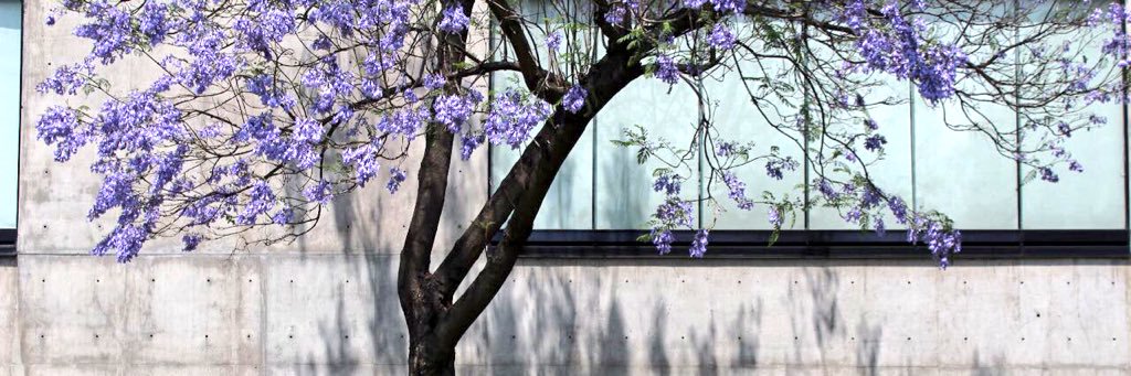 laau_f's profile banner image
