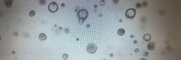ConiAlcaino Profile Banner