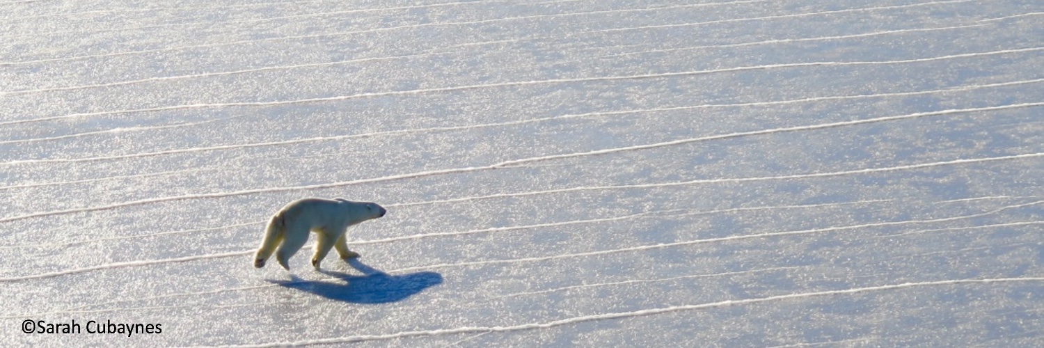 sarah cubaynes banner