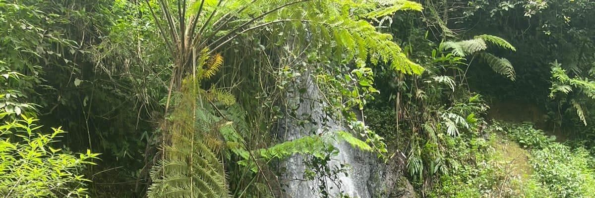 Willyam soll banner