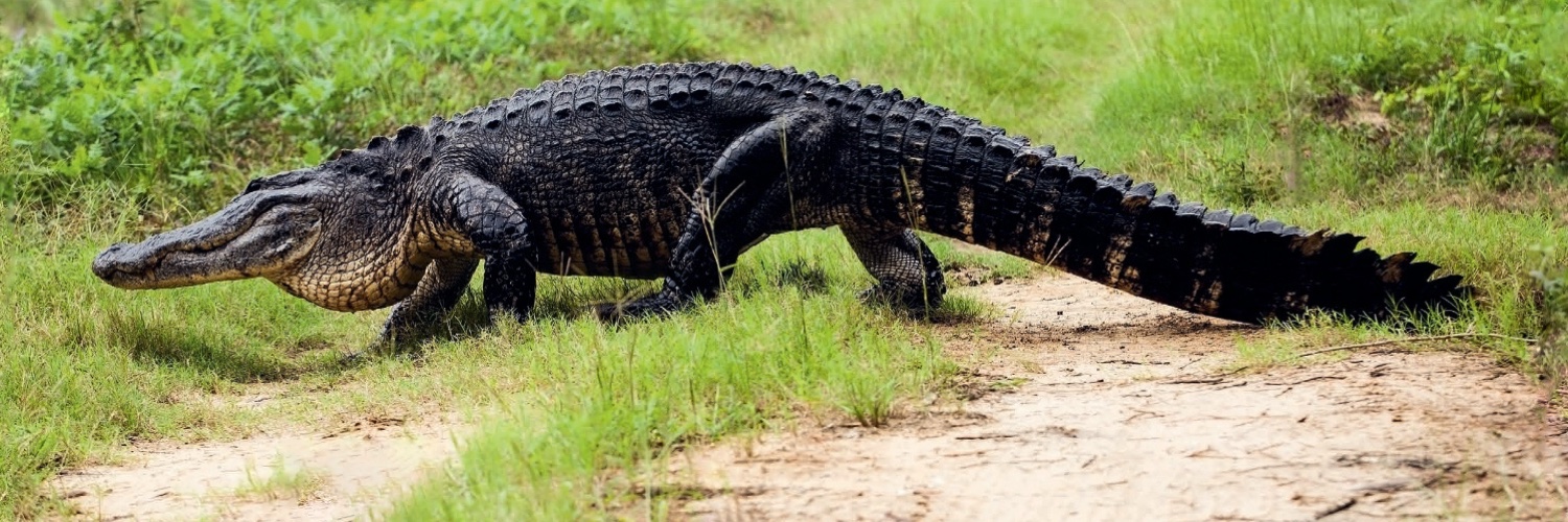 IchsAndHerps's profile banner image