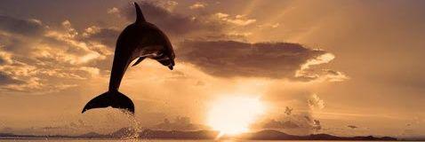 sessizzdostlar's profile banner image