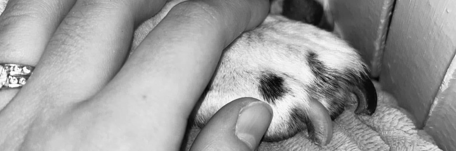 chloé 🐨🌙 banner