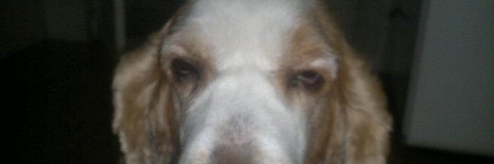 manecafranco's profile banner image