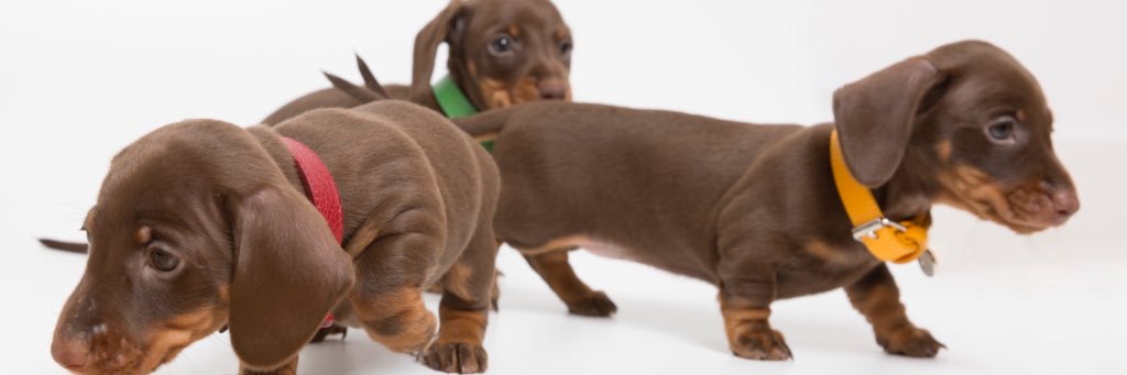 tQeldog's profile banner image