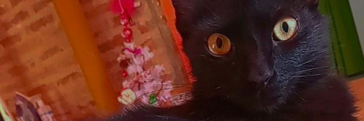 VordonL's profile banner image