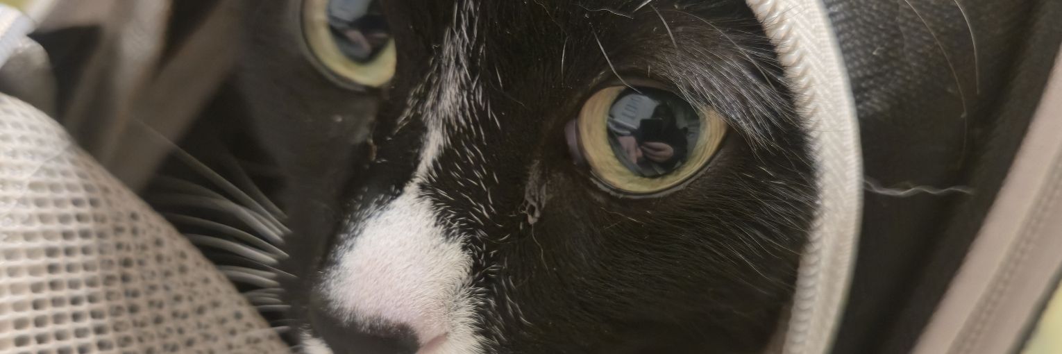 ☭ joo/ah ࣪ ִֶָ☾.⭒˚.⋆ banner