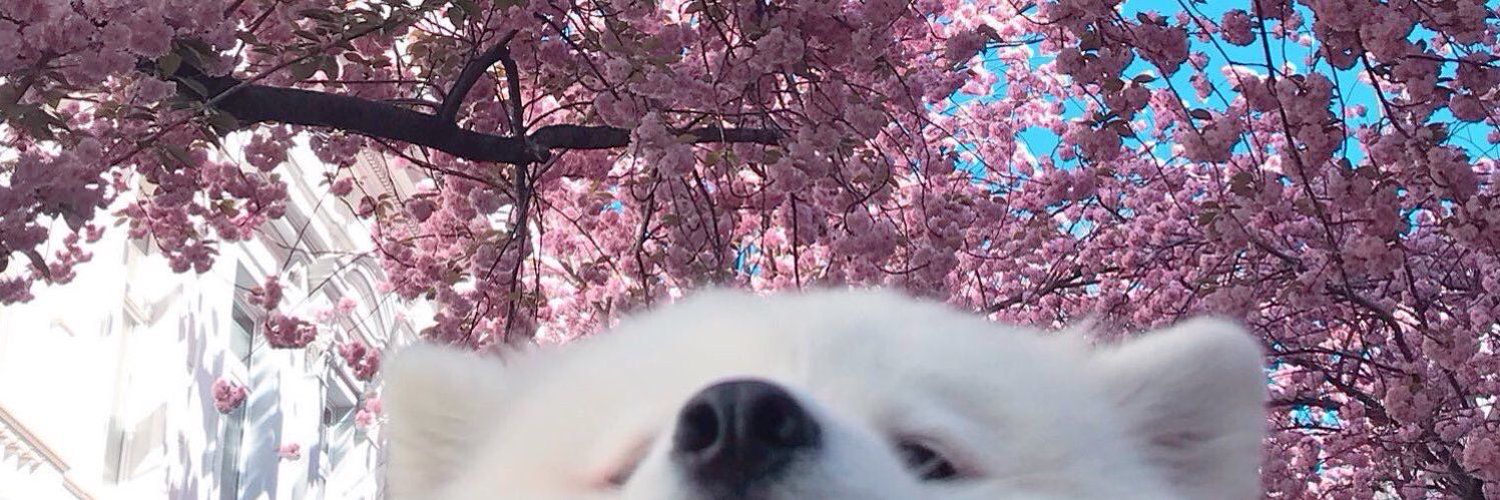 ClipsMochi's profile banner image