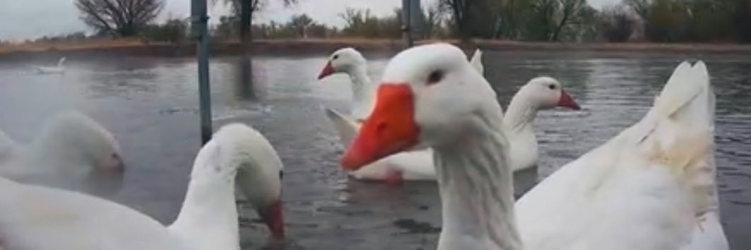 dashducksupdate's profile banner image